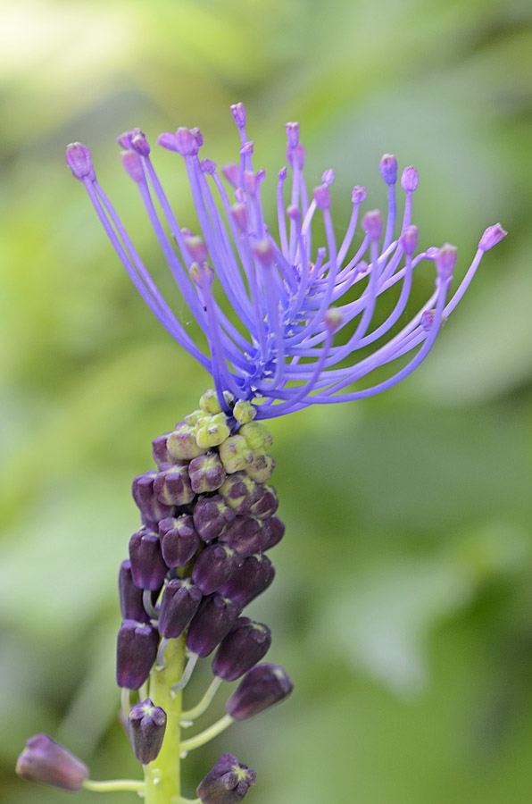 Muscari comosum